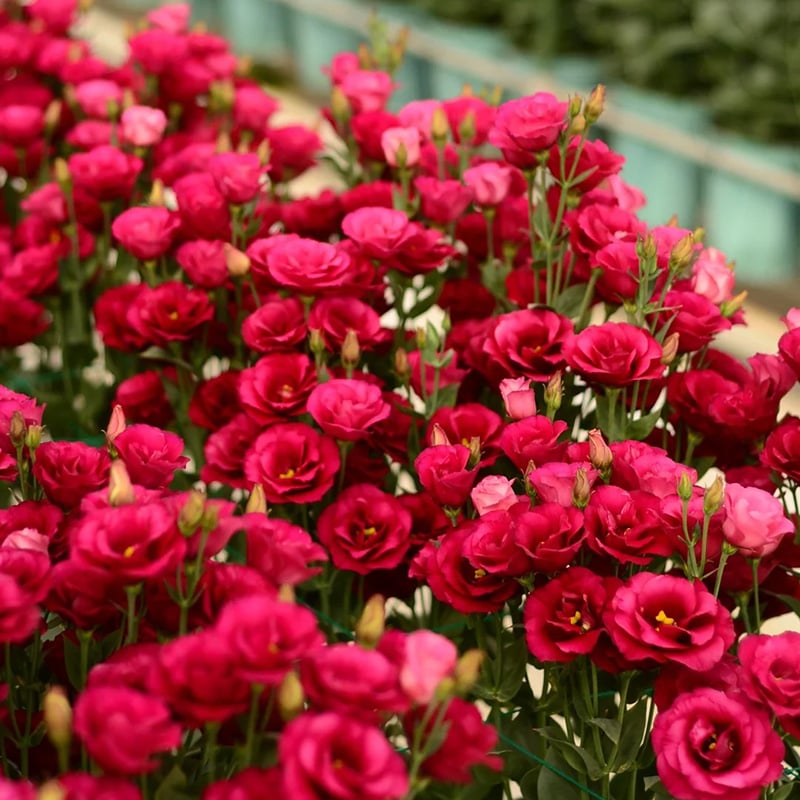 Eustoma Thornless Rose Seeds (100 pieces) 💐Lisianthus seeds