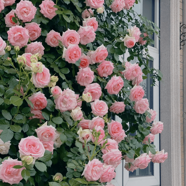 Colorful Climbing Rose Seeds | Plant all year round!