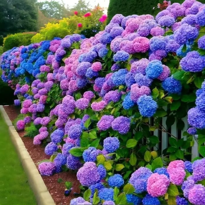 π Colorful Hydrangea Seed Mix (60 pieces) β Beautiful and hardy perennial seeds