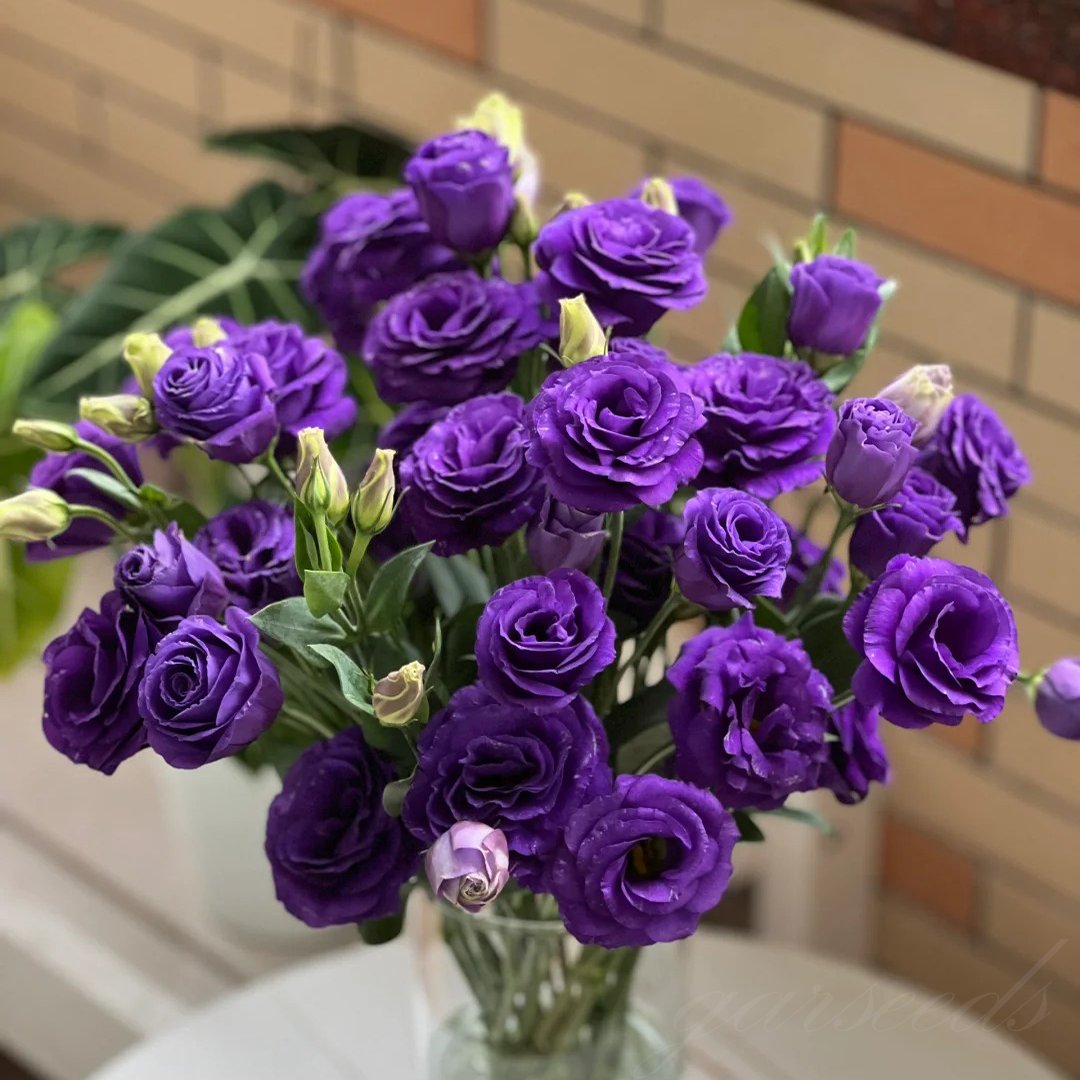 Eustoma Thornless Rose Seeds (100 pieces) 💐Lisianthus seeds