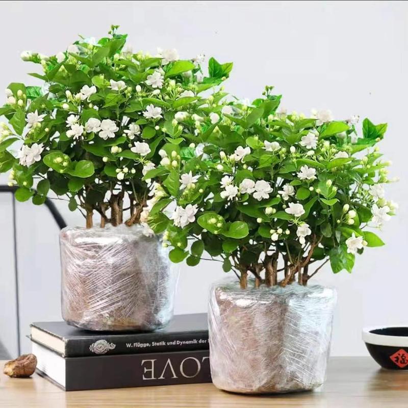 100 Fragrant Climbing Jasmine Seeds (Non-GMO)