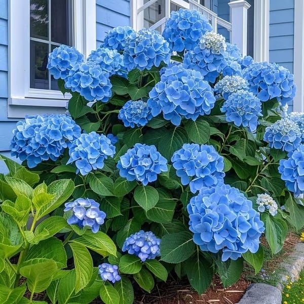 π Colorful Hydrangea Seed Mix (60 pieces) β Beautiful and hardy perennial seeds