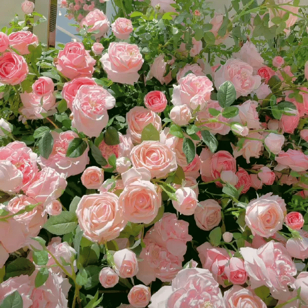 Colorful Climbing Rose Seeds | Plant all year round!