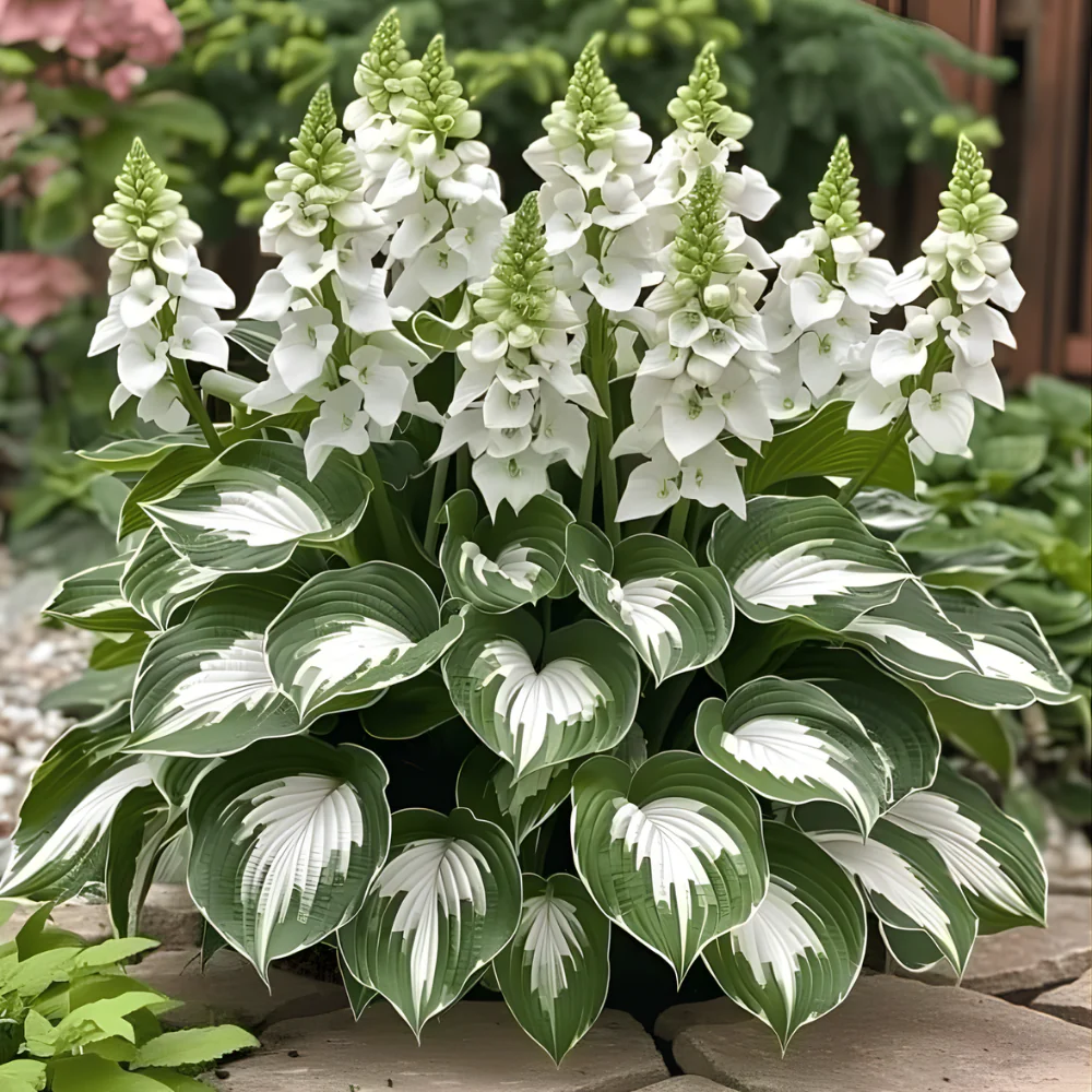 High-quality, rare, low-maintenance premium plants