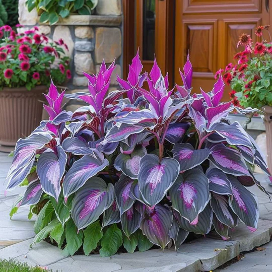 High-quality, rare, low-maintenance premium plants