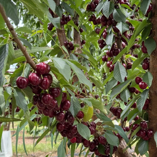 Sweet Cherry Seeds (50pcs - GMO-free)🌿(can be planted in winter)