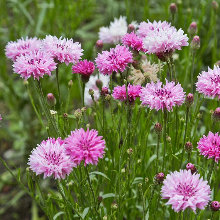 Cornflower Seed Mix (1000 pcs)