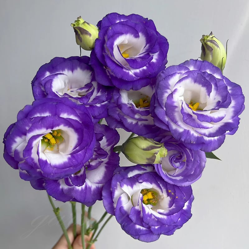 Eustoma Thornless Rose Seeds (100 pieces) 💐Lisianthus seeds