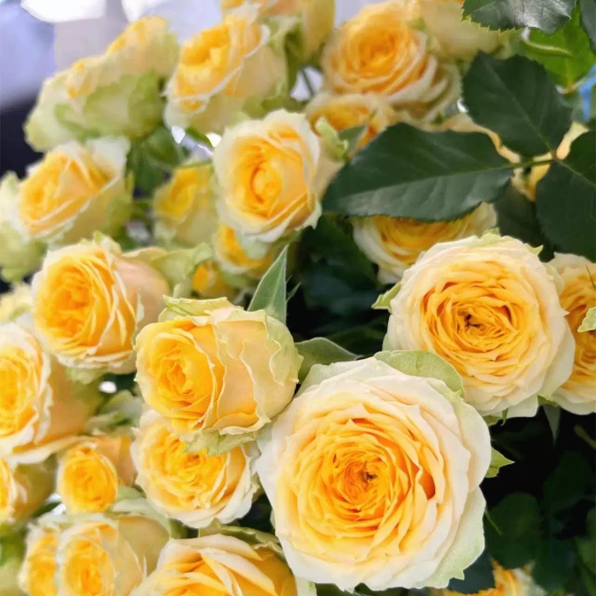 Colorful Climbing Rose Seeds | Plant all year round!