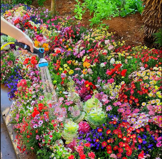 Colorful Seed Mix – 60+ Species (1000 Seeds)