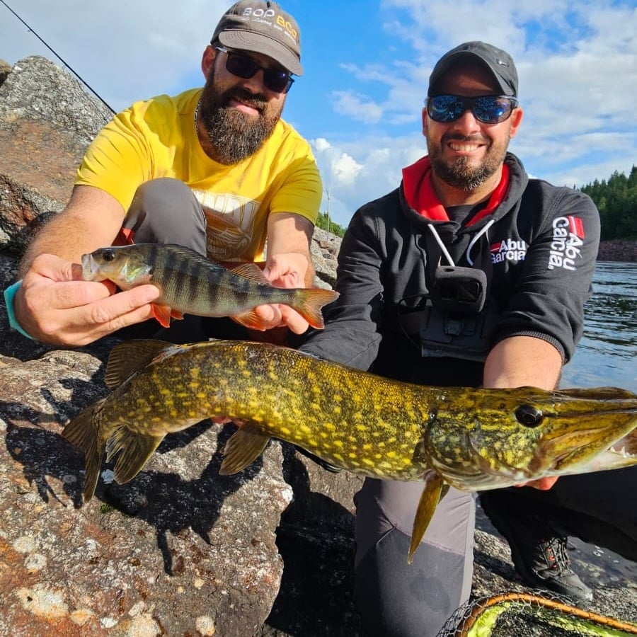 The Fish Advent Calendar 2025 – 24 Surprises