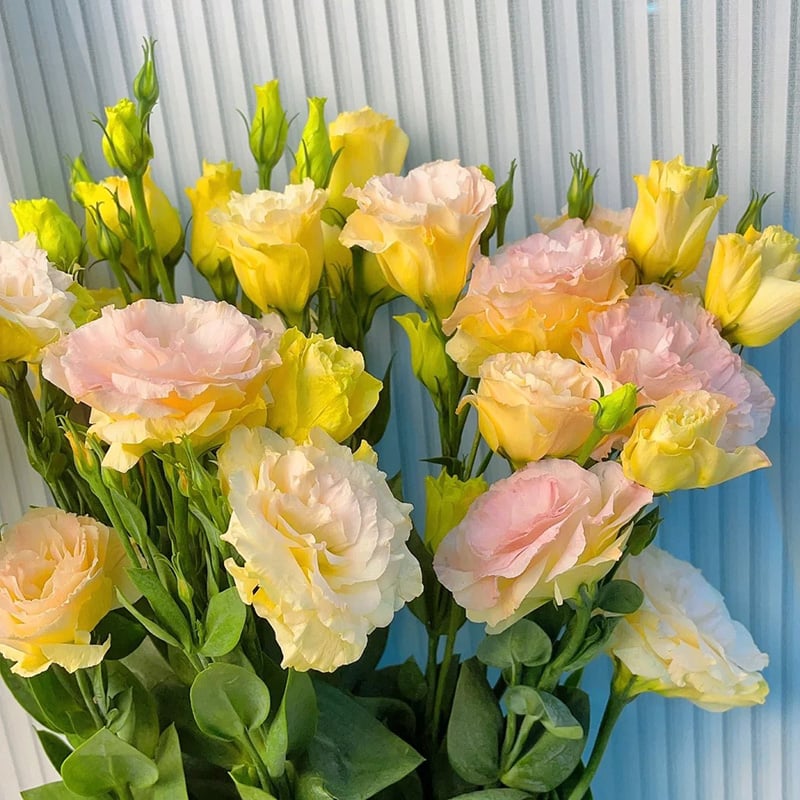 Eustoma Thornless Rose Seeds (100 pieces) 💐Lisianthus seeds