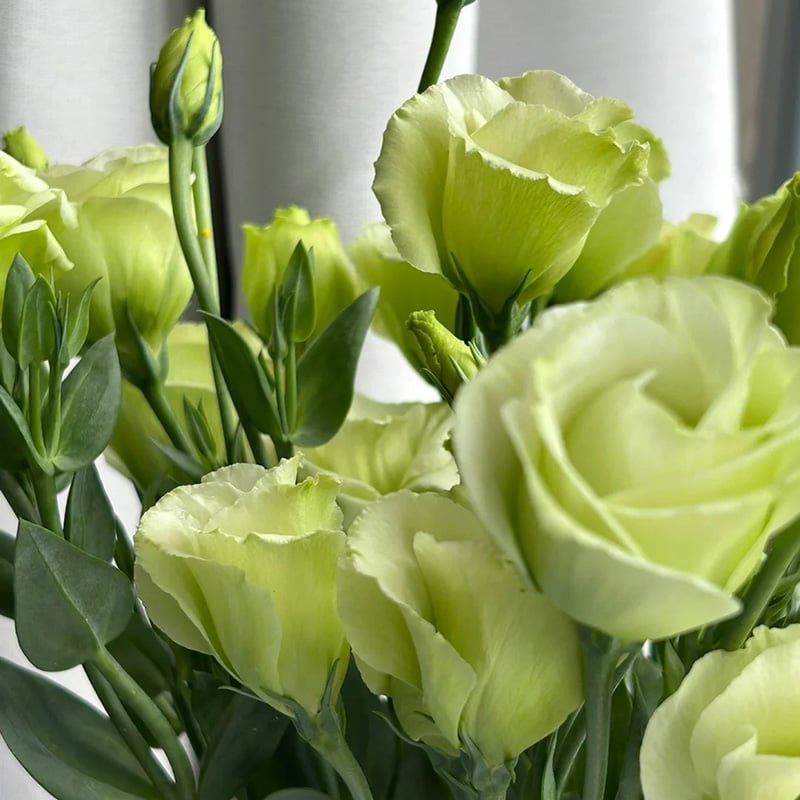 Eustoma Thornless Rose Seeds (100 pieces) 💐Lisianthus seeds