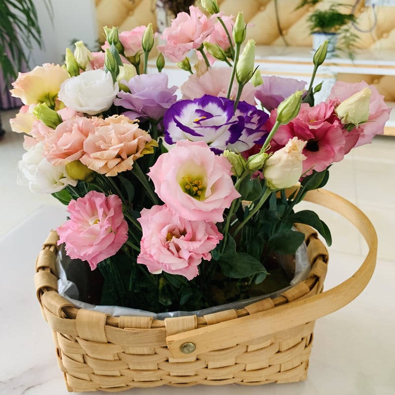 Eustoma Thornless Rose Seeds (100 pieces) 💐Lisianthus seeds