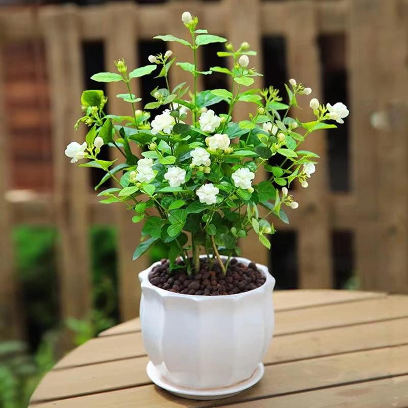 100 Fragrant Climbing Jasmine Seeds (Non-GMO)