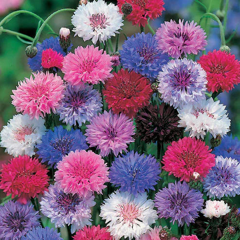 Cornflower Seed Mix (1000 pcs)