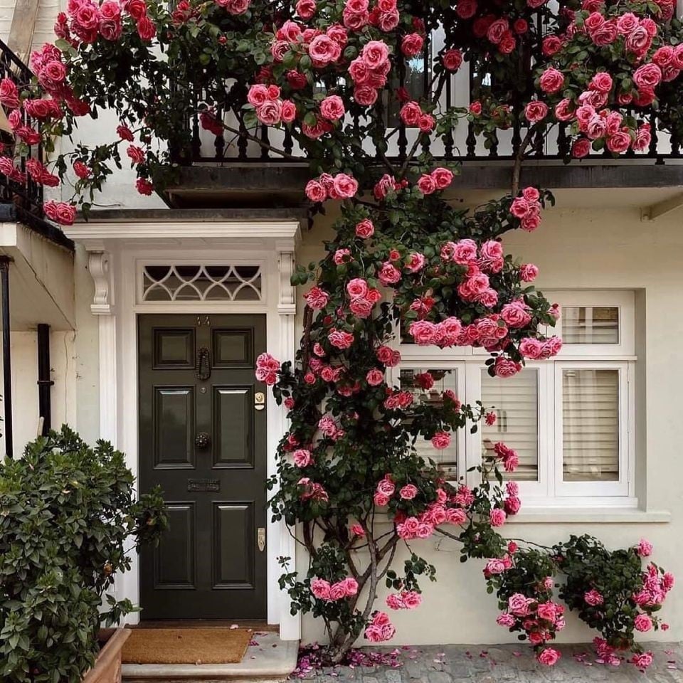 Colorful Climbing Rose Seeds | Plant all year round!