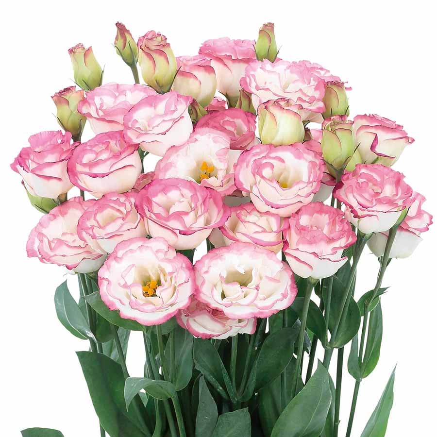 Eustoma Thornless Rose Seeds (100 pieces) 💐Lisianthus seeds