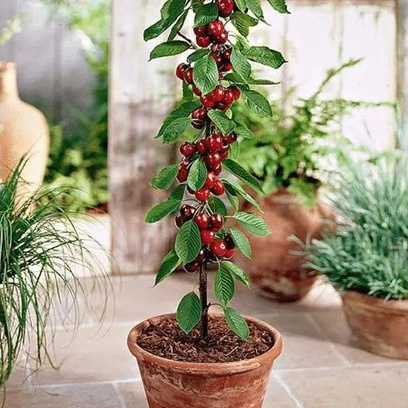 Sweet Cherry Seeds (50pcs - GMO-free)🌿(can be planted in winter)