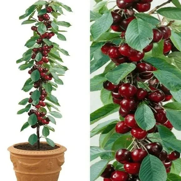 Sweet Cherry Seeds (50pcs - GMO-free)🌿(can be planted in winter)
