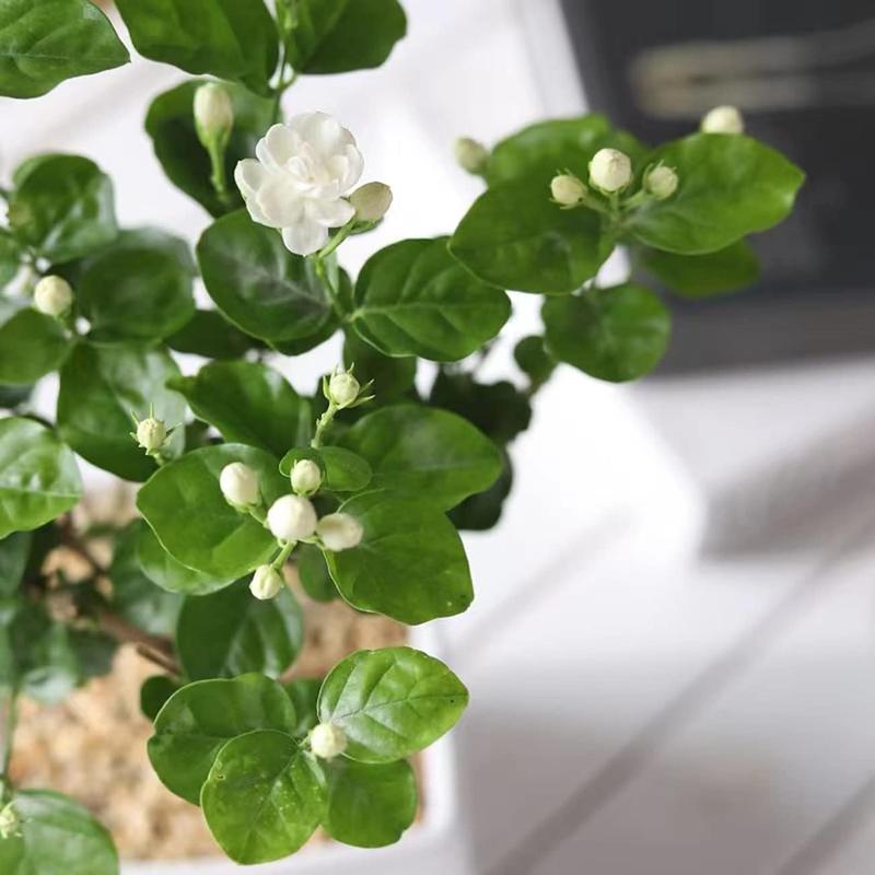 100 Fragrant Climbing Jasmine Seeds (Non-GMO)