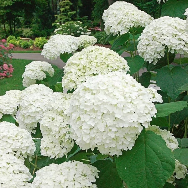 π Colorful Hydrangea Seed Mix (60 pieces) β Beautiful and hardy perennial seeds