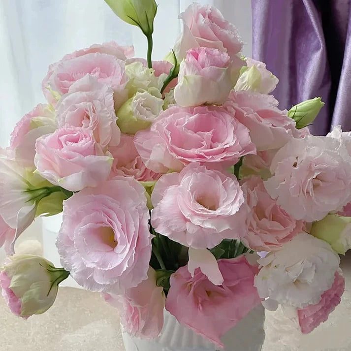 Eustoma Thornless Rose Seeds (100 pieces) 💐Lisianthus seeds