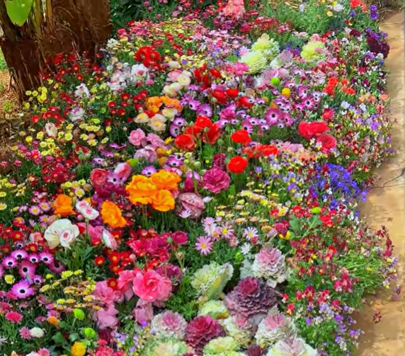 Colorful Seed Mix – 60+ Species (1000 Seeds)