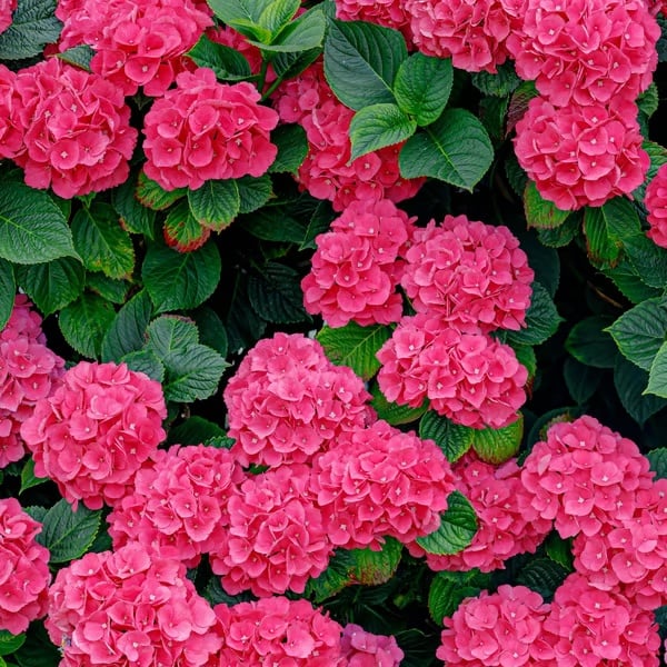 π Colorful Hydrangea Seed Mix (60 pieces) β Beautiful and hardy perennial seeds