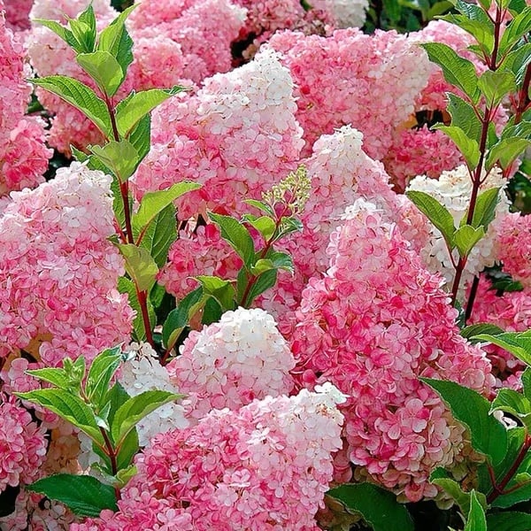 π Colorful Hydrangea Seed Mix (60 pieces) β Beautiful and hardy perennial seeds