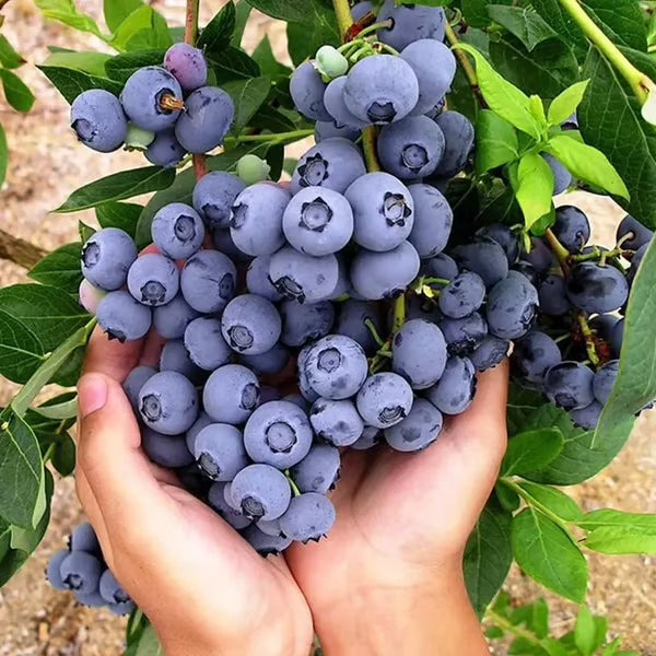 Blueberry Seed Mix (100 pcs)