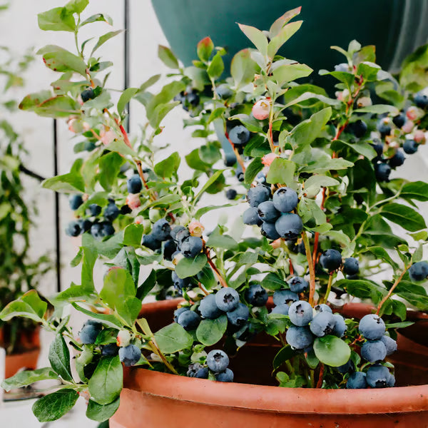 Blueberry Seed Mix (100 pcs)