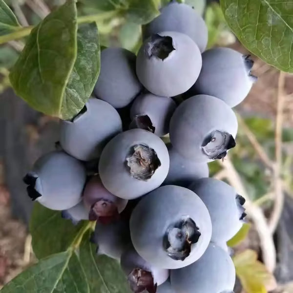 Blueberry Seed Mix (100 pcs)