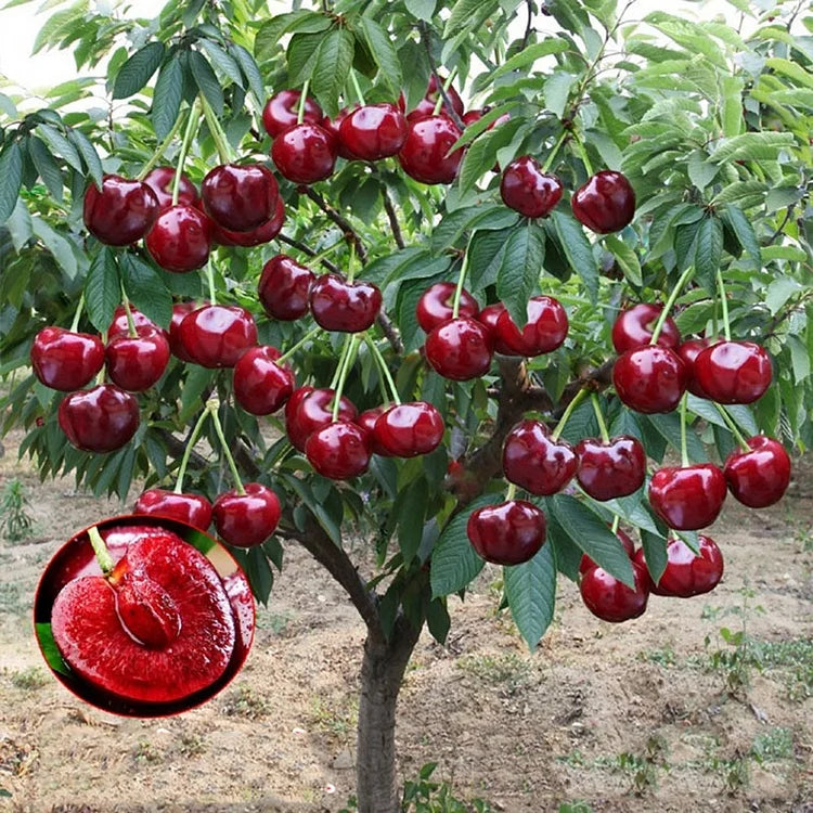 Sweet Cherry Seeds (50pcs - GMO-free)🌿(can be planted in winter)