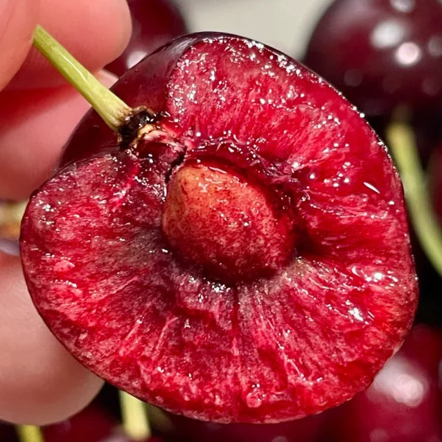 Sweet Cherry Seeds (50pcs - GMO-free)🌿(can be planted in winter)