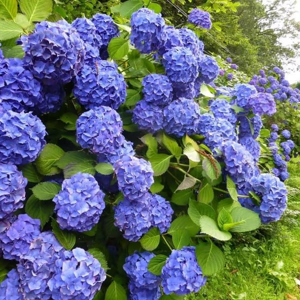 π Colorful Hydrangea Seed Mix (60 pieces) β Beautiful and hardy perennial seeds