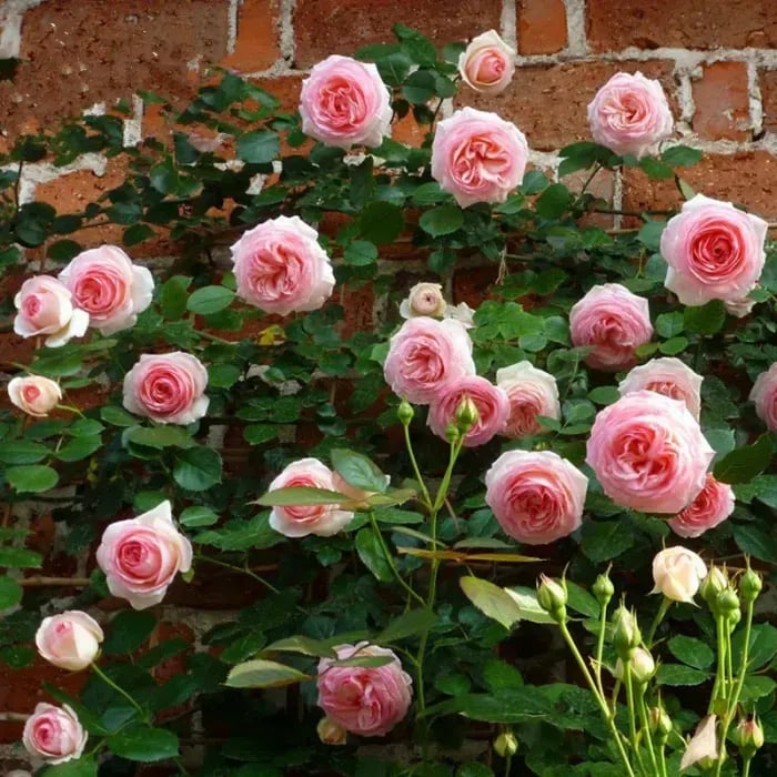 Colorful Climbing Rose Seeds | Plant all year round!