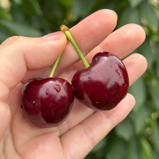 Sweet Cherry Seeds (50pcs - GMO-free)🌿(can be planted in winter)