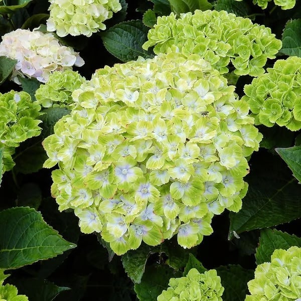 π Colorful Hydrangea Seed Mix (60 pieces) β Beautiful and hardy perennial seeds