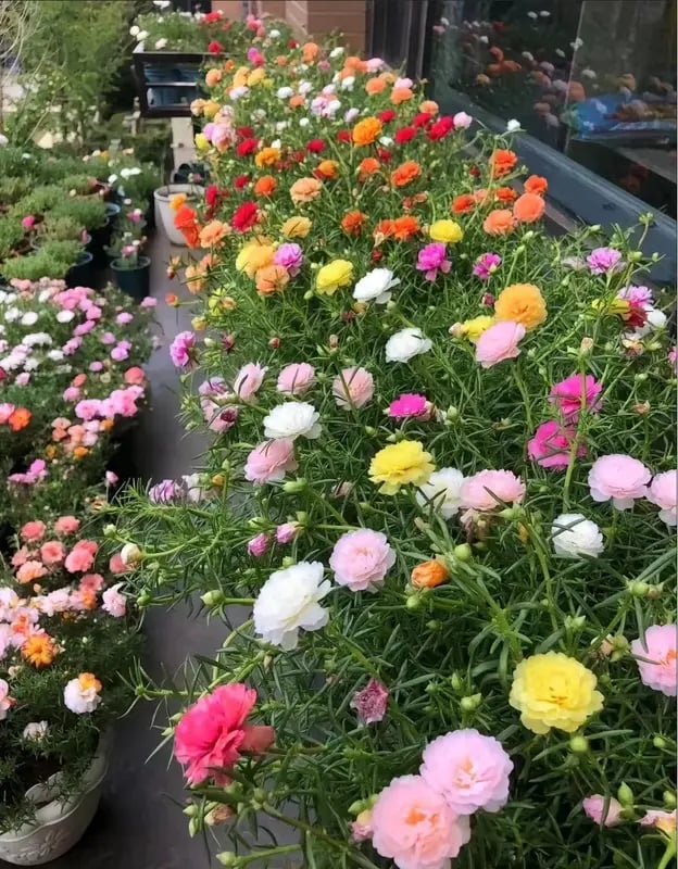 πΈ 1000 Moss Rose Seeds Mix β πΏ Purslane / Sun Roses