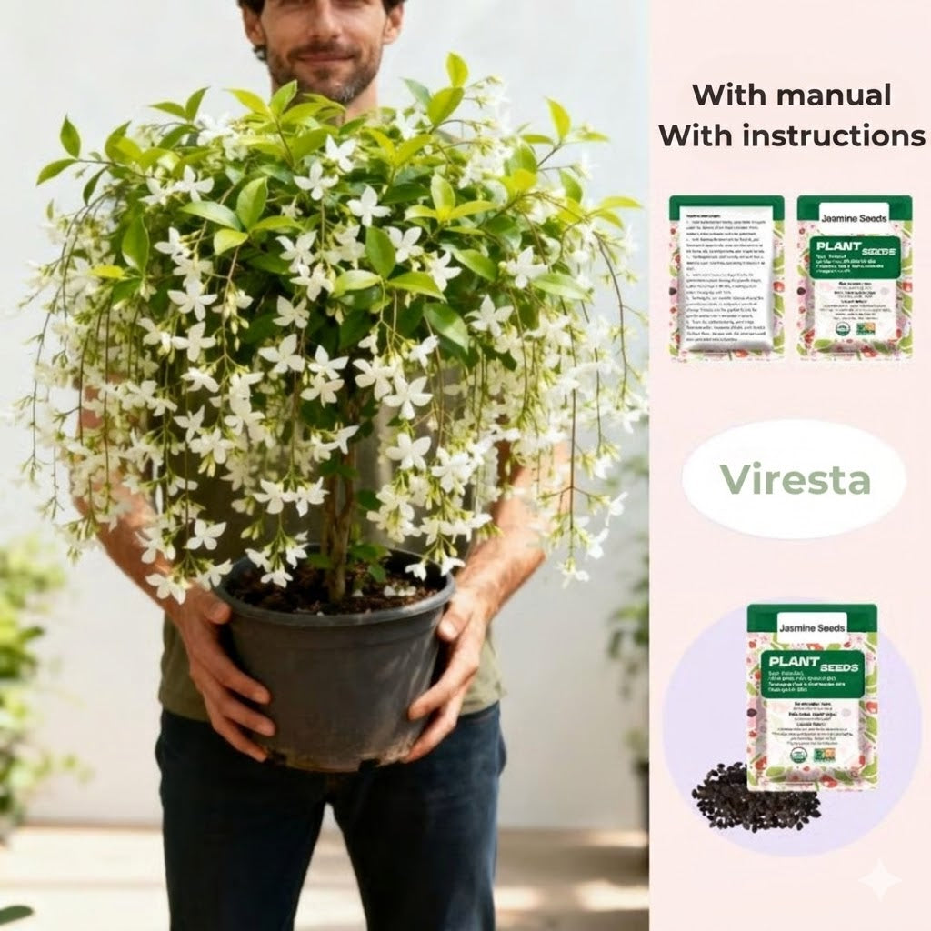 100 Fragrant Climbing Jasmine Seeds (Non-GMO)