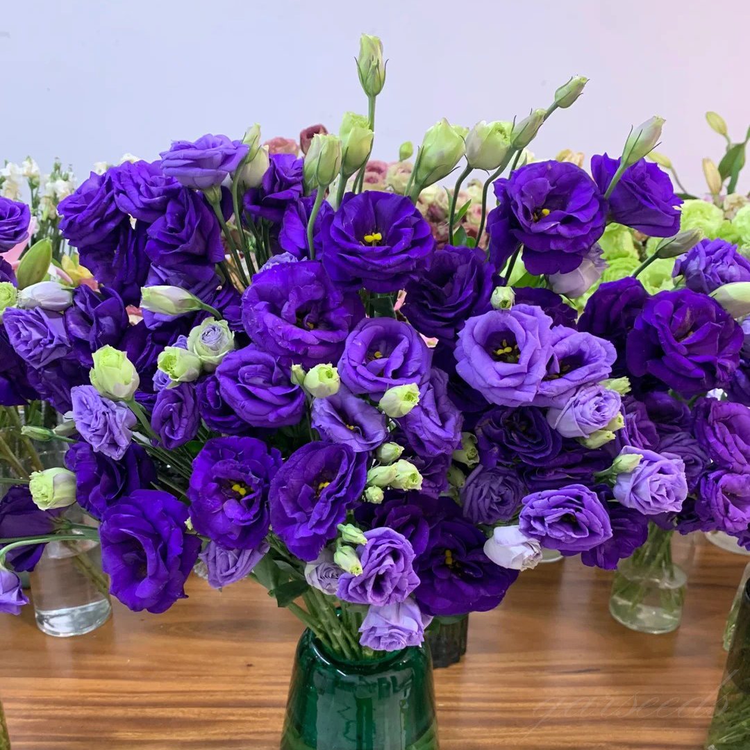 Eustoma Thornless Rose Seeds (100 pieces) 💐Lisianthus seeds