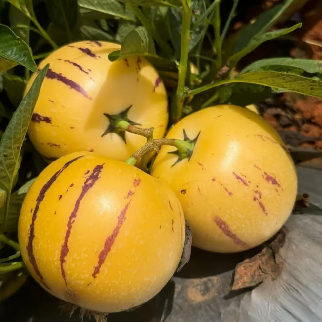 Pepino Melon Seed Mix (1000 pcs)