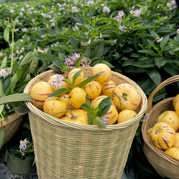 Pepino Melon Seed Mix (1000 pcs)