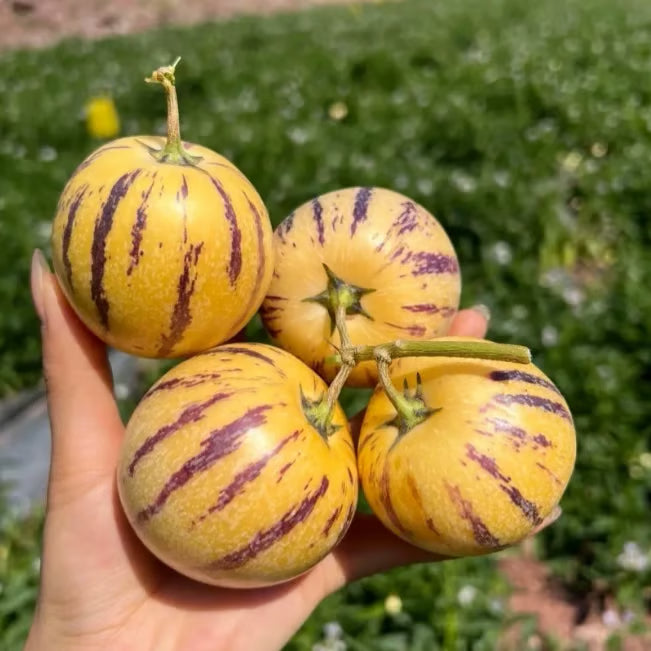 Pepino Melon Seed Mix (1000 pcs)