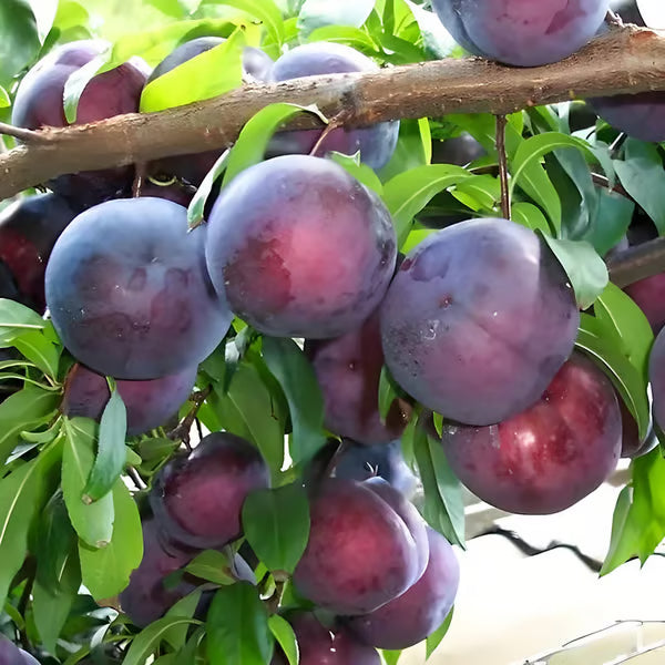 Plum Tree Seed Mix (100 pcs)
