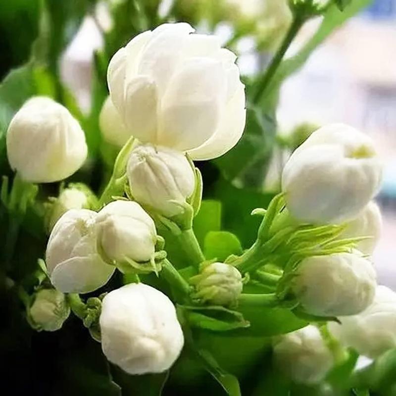 100 Fragrant Climbing Jasmine Seeds (Non-GMO)
