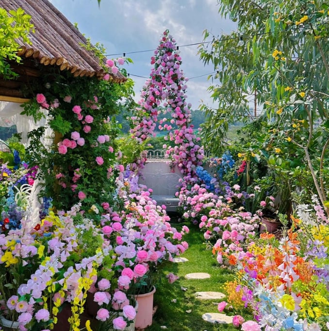Colorful Climbing Rose Seeds | Plant all year round!
