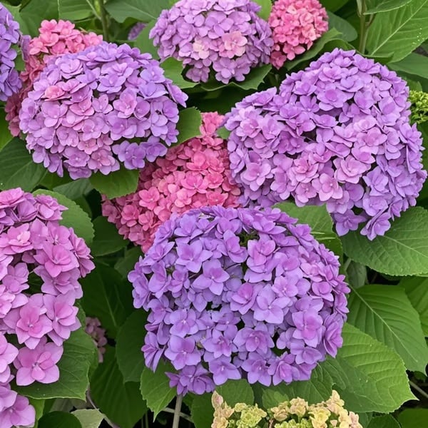 🌈 Colorful Hydrangea Seed Mix (60 pieces) – Beautiful and hardy perennial seeds