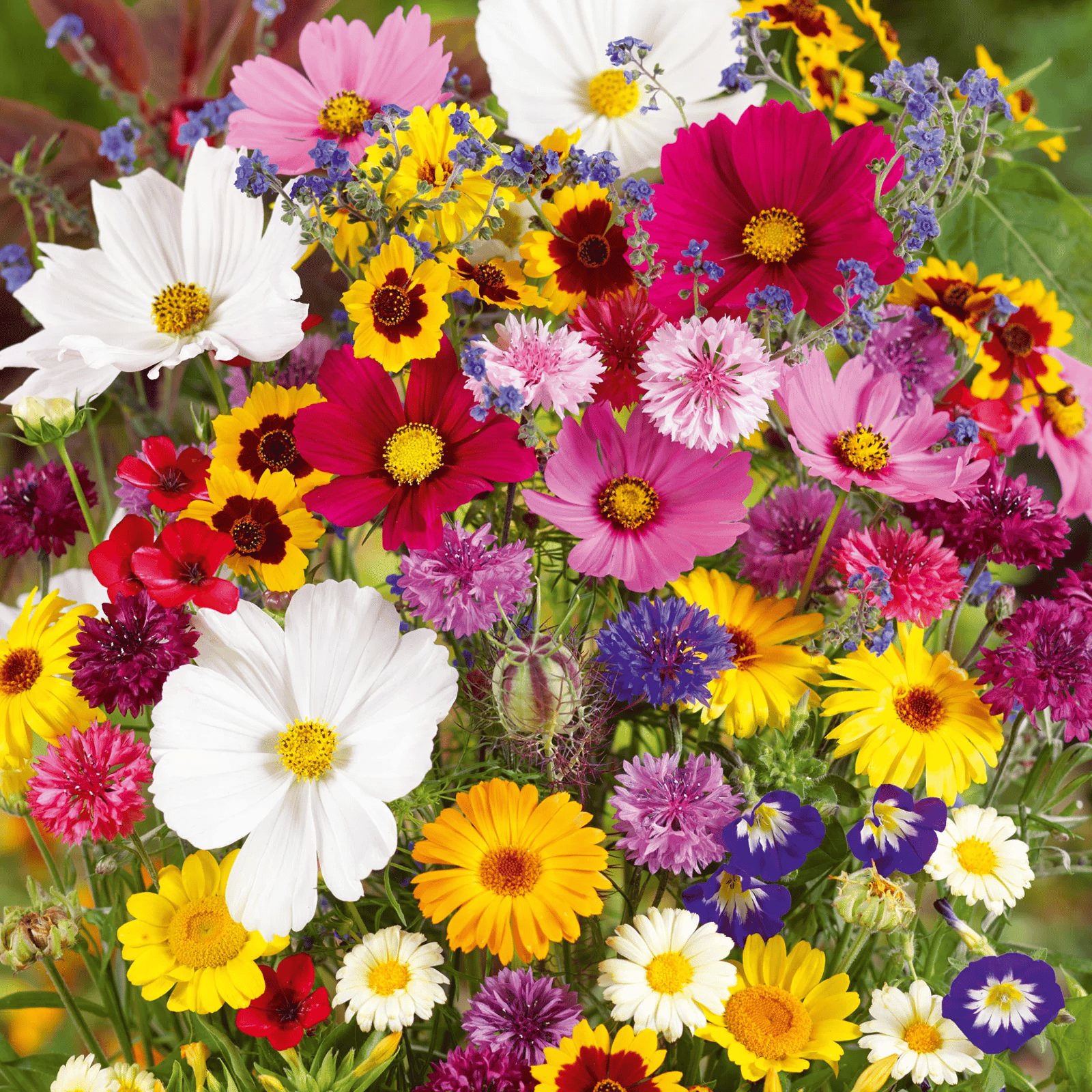 Colorful Seed Mix – 60+ Species (1000 Seeds)